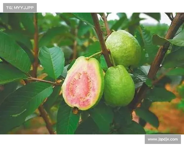 高地红石榴高效种植技巧与管理方法全攻略 高地红石榴高效种植技巧与管理方法全攻略